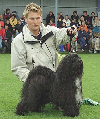 TANG-LAH GREAT MING OF KYANG | Tibetan Terrier 