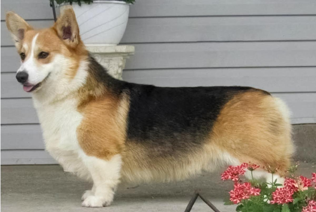 Genuwin’ly Noble Of NorthStar | Pembroke Welsh Corgi 