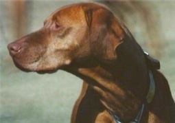 Buster Keeton | Hungarian Vizsla 