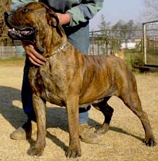 El Shadai Tyra | African Boerboel 