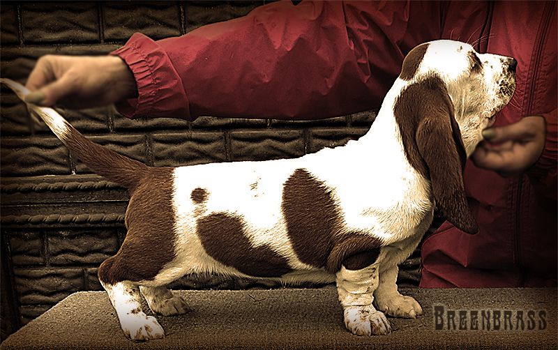 Prudence Rose' BREENBRASS | Basset Hound 