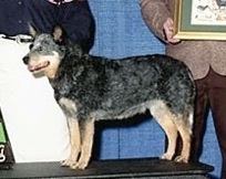 Redwing's Angel In Disguise | Australian Cattle Dog 