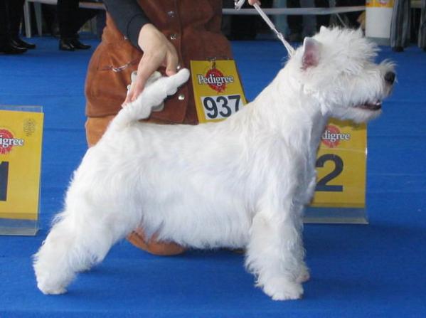 Gorwin Alexandria | West Highland White Terrier 