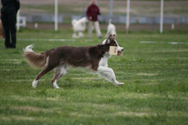 Cabaroo Flamin Flamenco | Border Collie 