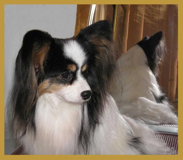 Balerow Sweet Felipe | Papillon 