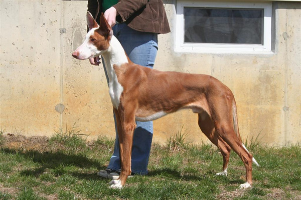 Serqet Bonfires Of Autumn | Ibizan Hound 