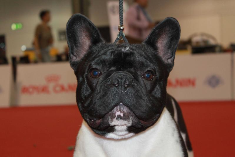 Great Am-staff's Frenchie Grenoble | French Bulldog 