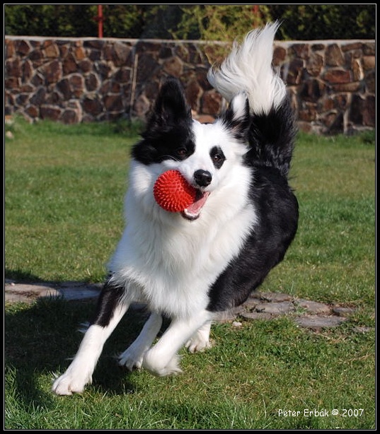 Cute Twenty-One Hardy Horde | Border Collie 