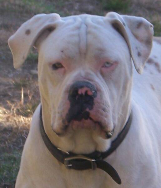 Rivera's Big White Mountain | American Bulldog 