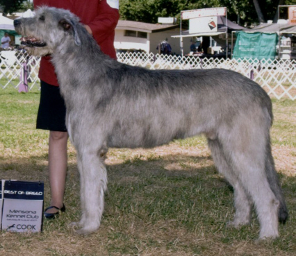 Horizons Sweet Donnegan | Irish Wolfhound 