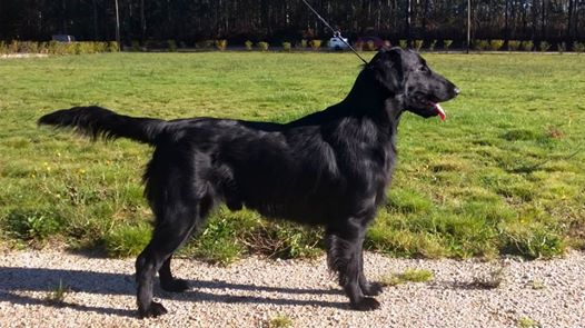 Yar yar de tucuman | Flat-Coated Retriever 