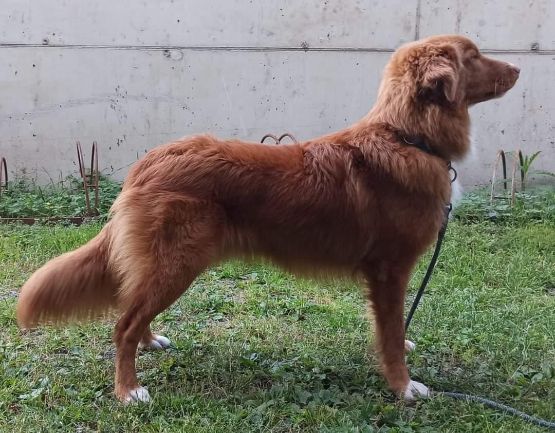 Lorevy Brilliant Choice | Nova Scotia Duck Tolling Retriever 