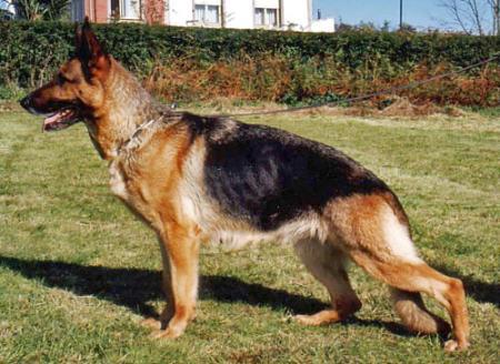 Helen de El Principado | German Shepherd Dog 