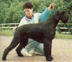 Riesenhoff Ziggy-Twiggy | Giant Schnauzer 