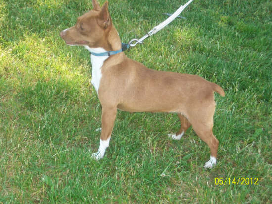 Green Acres' Chlt. Jewl Rebekah (AKC) | Rat Terrier 