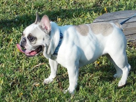 Honi svit | French Bulldog 