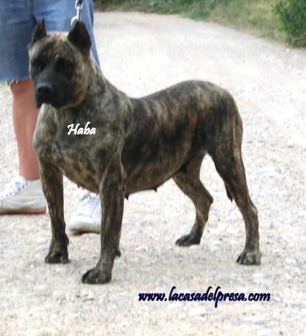 Haba I de Casa del Presa | Perro de Presa Canario 