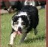 Toss ABC 47845 | Border Collie 