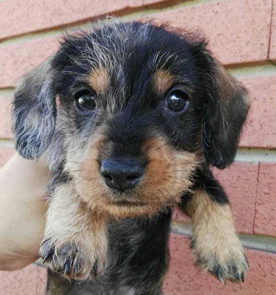Testardo Timoteo | Dachshund 