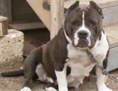 Steeletoe's Camillion | Olde English Bulldogge 