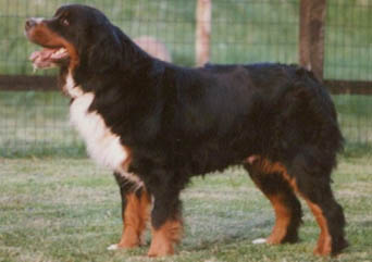 Odenhills Winjett | Bernese Mountain Dog 