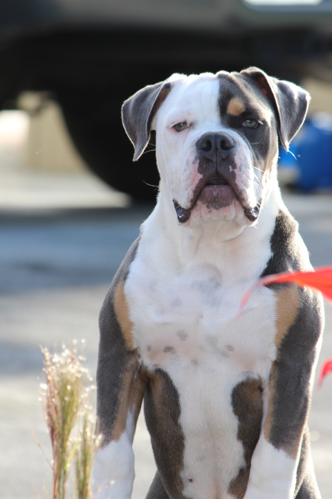 Magic at G.O.D. | Olde English Bulldogge 