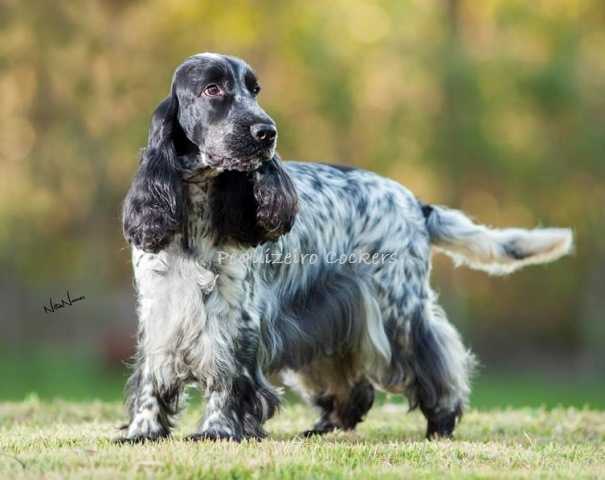 Ducocker's Tiffany's Diamond Heart | English Cocker Spaniel 