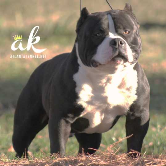 Atlanta Kennel's The Dirty Bird | American Pit Bull Terrier 