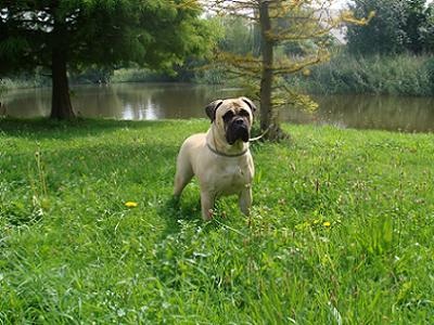 The Massivve Bulls Luna | Bullmastiff 