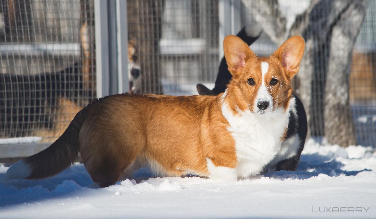 LUXBERRY SHOW OF PERFECTION | Cardigan Welsh Corgi 