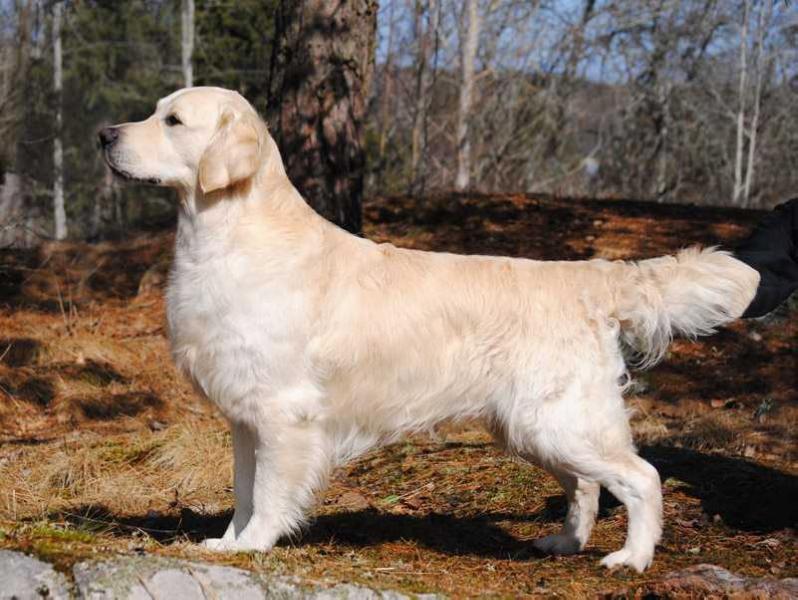 Cheek to Cheek Florentino | Golden Retriever 