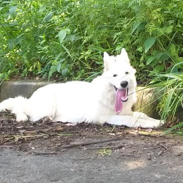 Brisa Besser aus Fontschweizer | White Swiss Shepherd Dog 