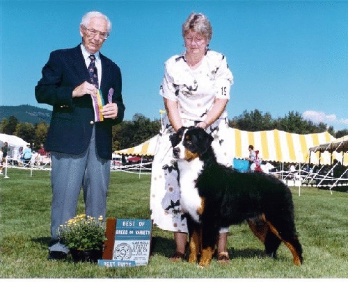 Peacefield  SouthWind´s Silk | Bernese Mountain Dog 