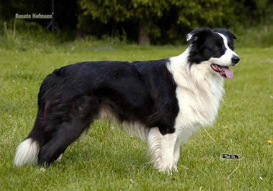 Idrus Bohemia Alké | Border Collie 