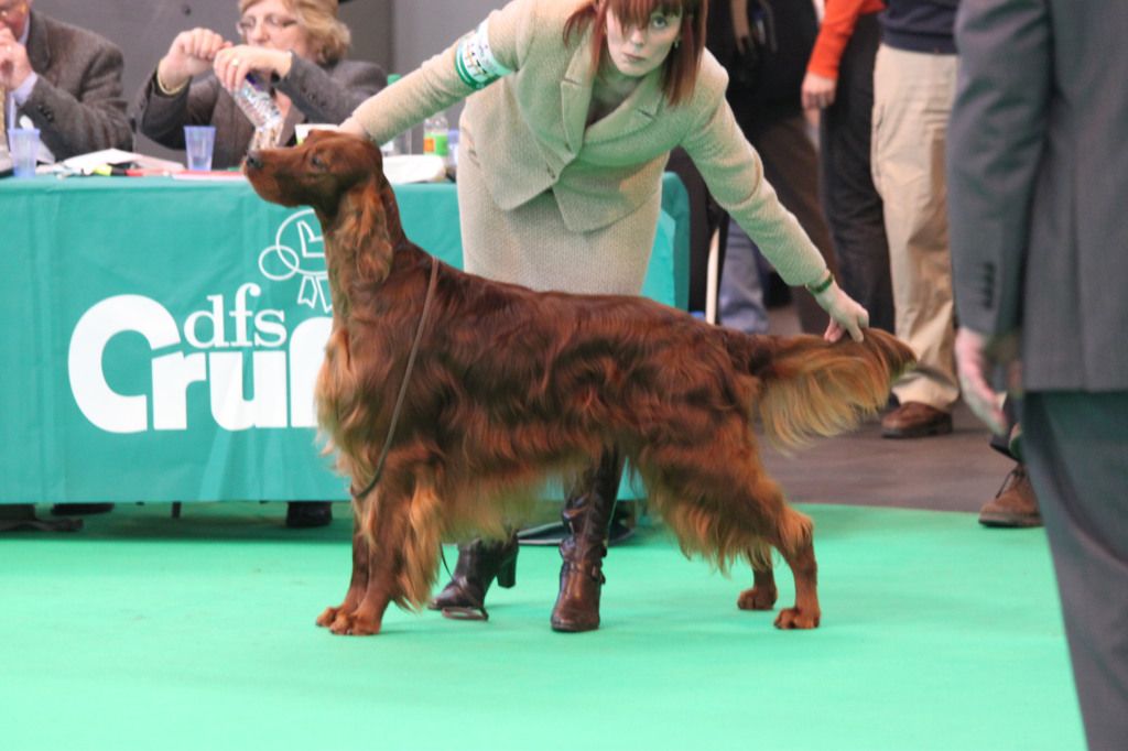 Gwendariff Pop the Question | Irish Setter 