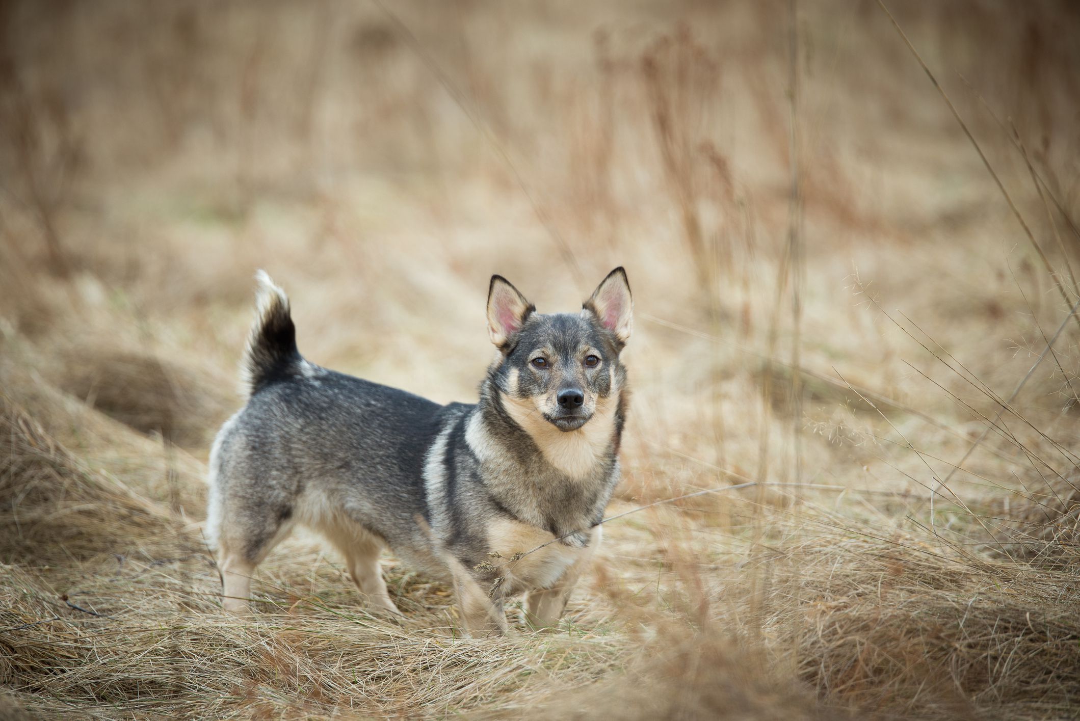 Swedish Vallhund