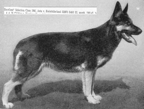 Asta vom Bielefelderland | German Shepherd Dog 