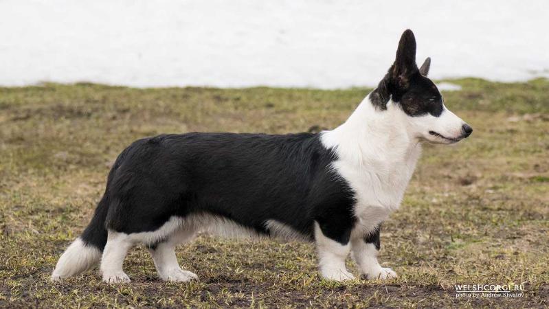 Aethwy Lagoon | Cardigan Welsh Corgi 