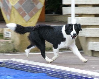 Brisa Trip Animal Friend | Border Collie 