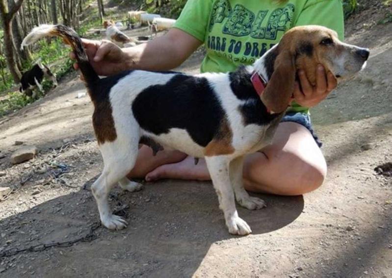 Reffetts Ky Mtn Spirit Dancer | Beagle 