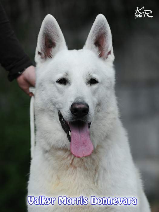 Valkyr Morris Donnevara | White Swiss Shepherd Dog 