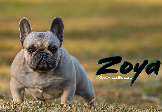 RRBullyz Zoya | French Bulldog 