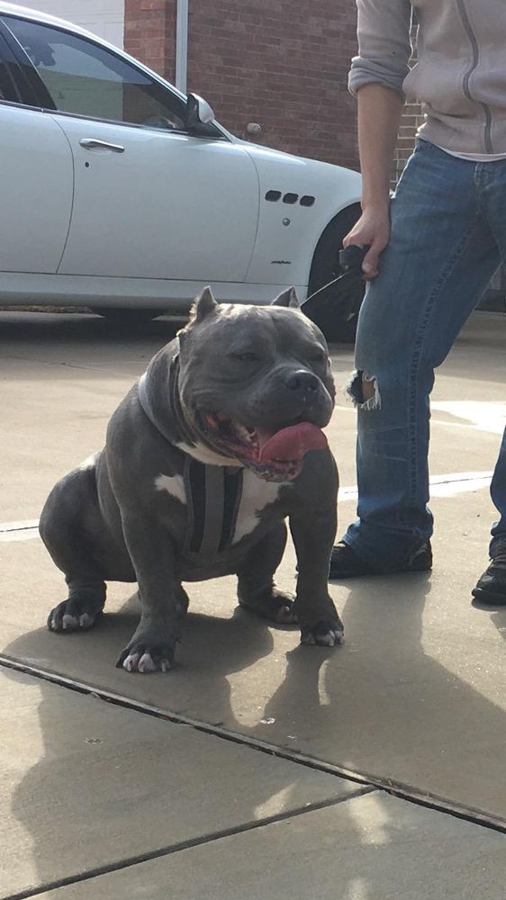 BIG BOSS | American Pit Bull Terrier 
