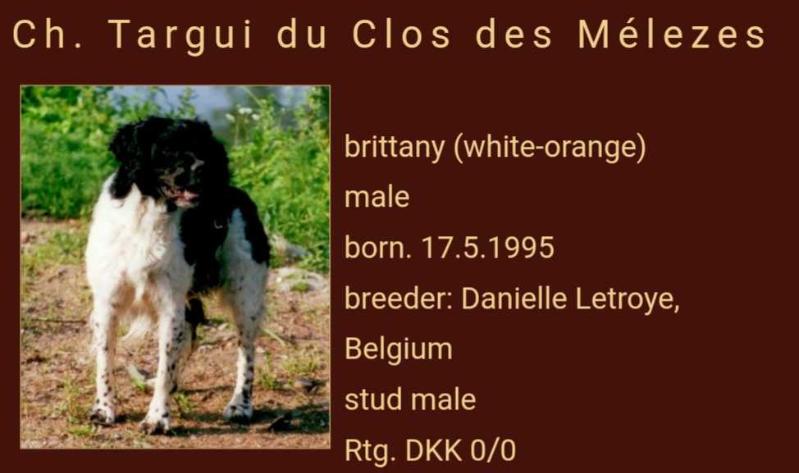 TARGUI du Clos des Melezes | Brittany 