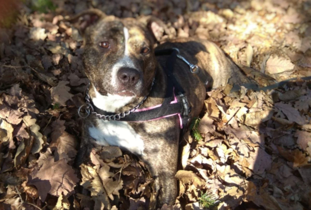 Basha I Came to Win | American Staffordshire Terrier 