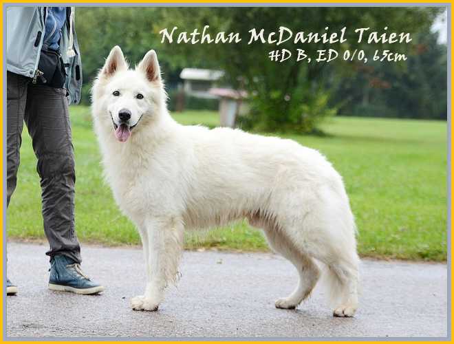 Nathan Mc Daniel Taien | White Swiss Shepherd Dog 