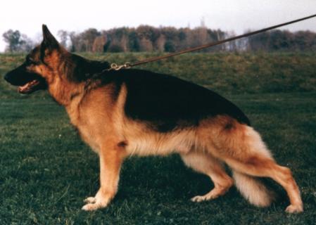 Aurasi du Val D'Anzin (1985) | German Shepherd Dog 