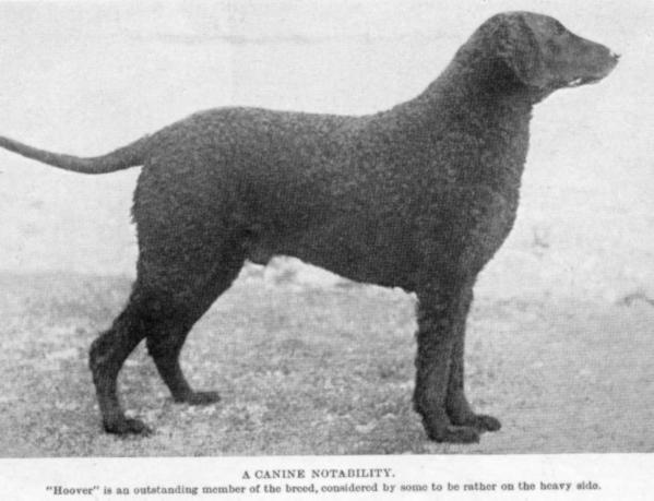 Hoover (1924) | Curly Coated Retriever 