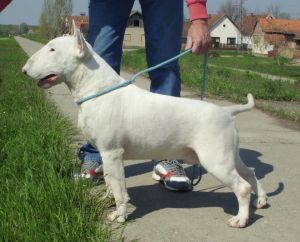 Victim of Prejudices Cobel | Bull Terrier 