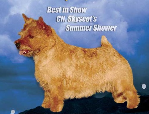 Skyscot's Summer Shower | Norwich Terrier 